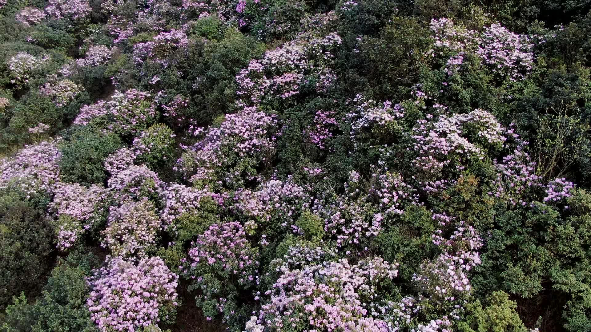 乌蒙大草原杜鹃花视频的预览图