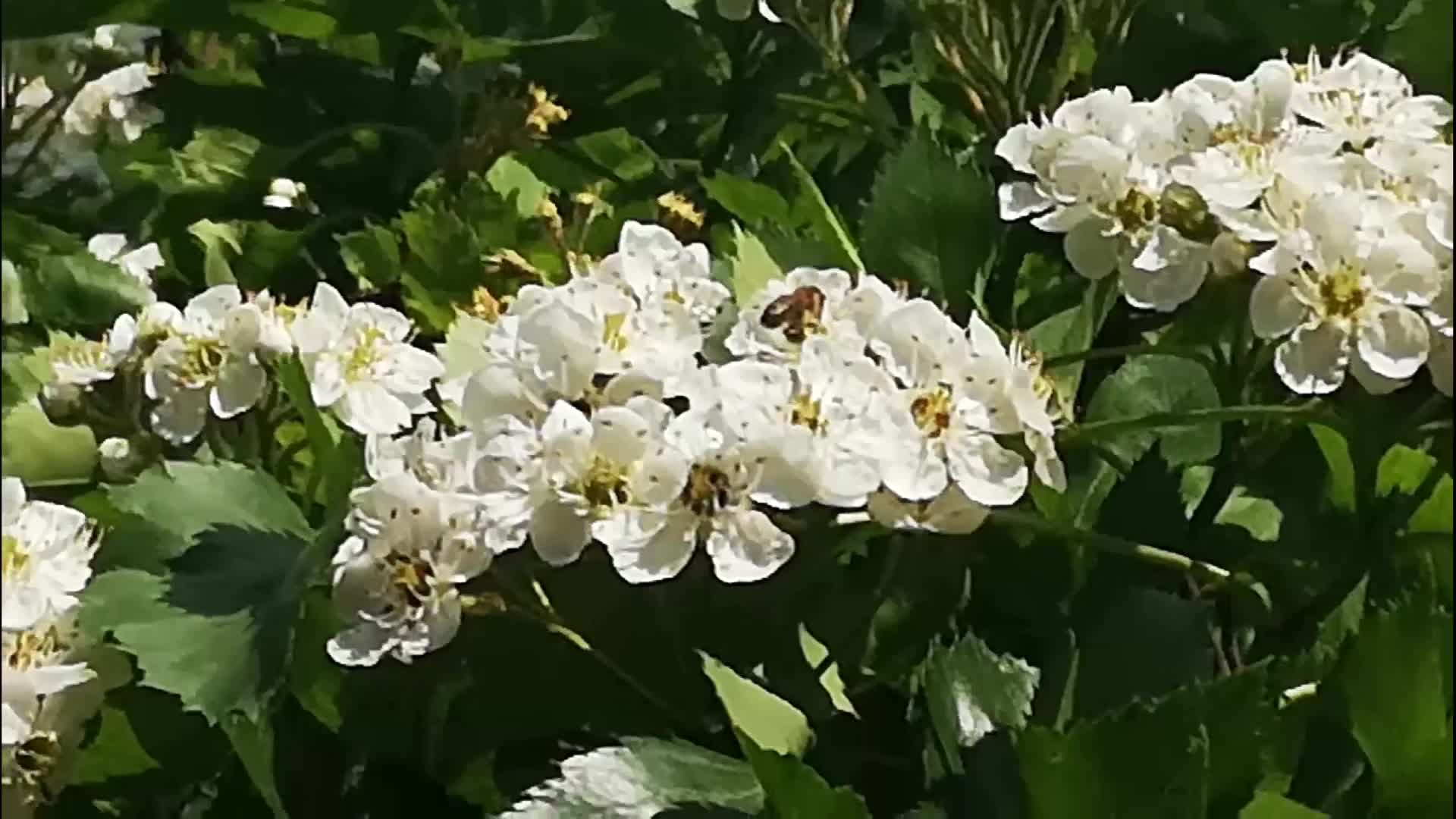 蜜蜂蝴蝶分享山楂花视频的预览图