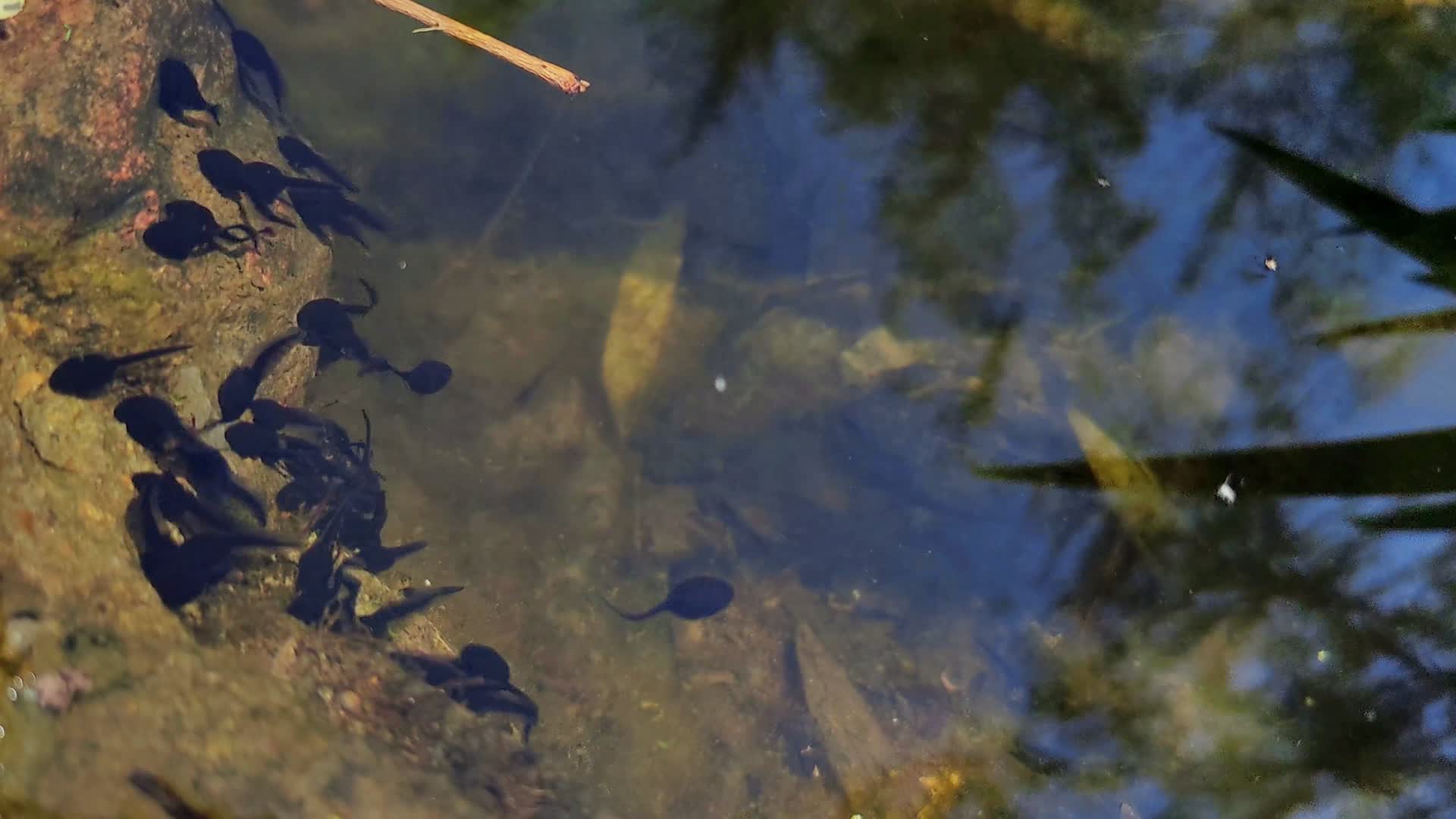 小池塘小蝌蚪视频的预览图
