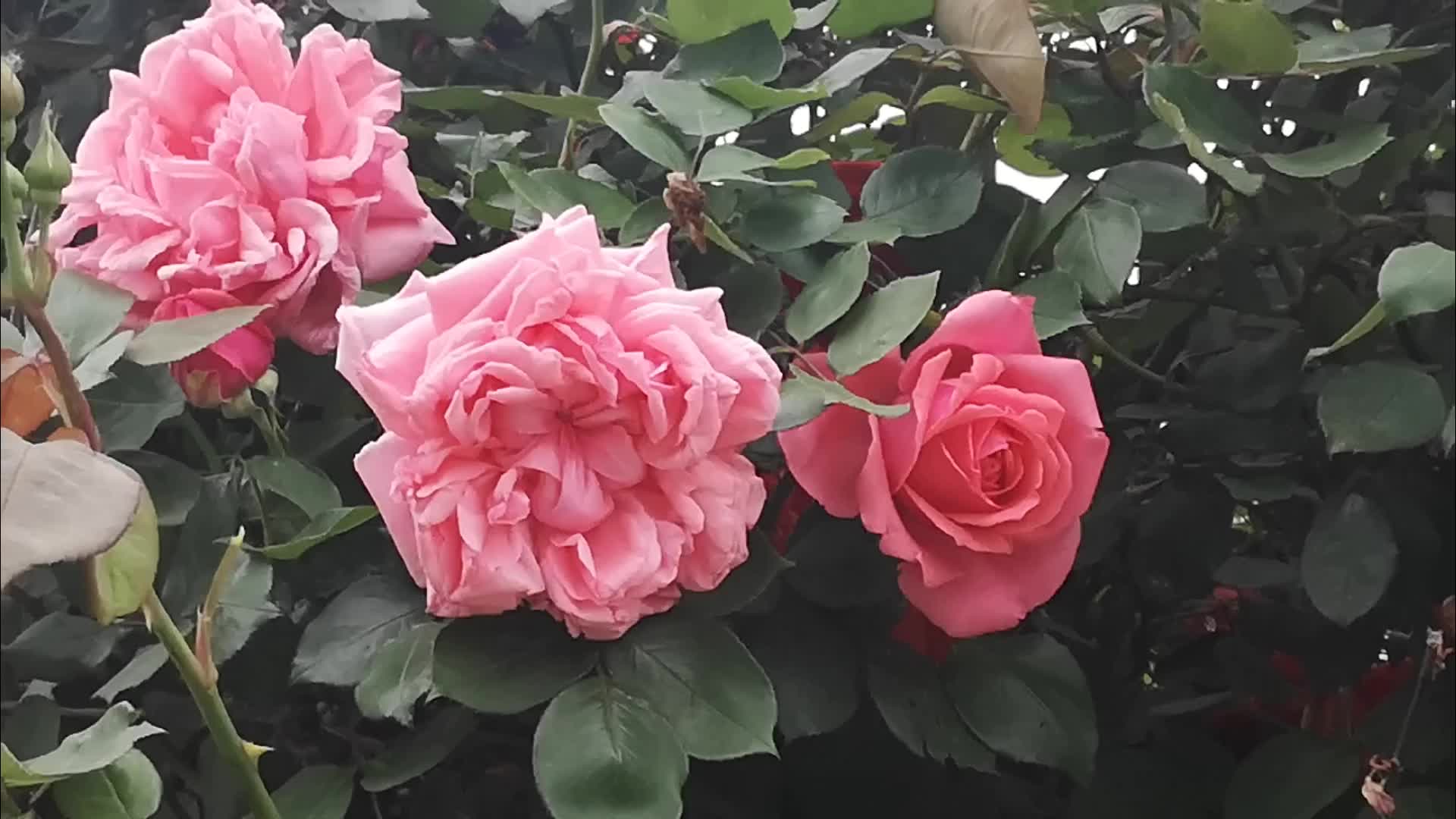 初开的粉红和深红月季花视频的预览图