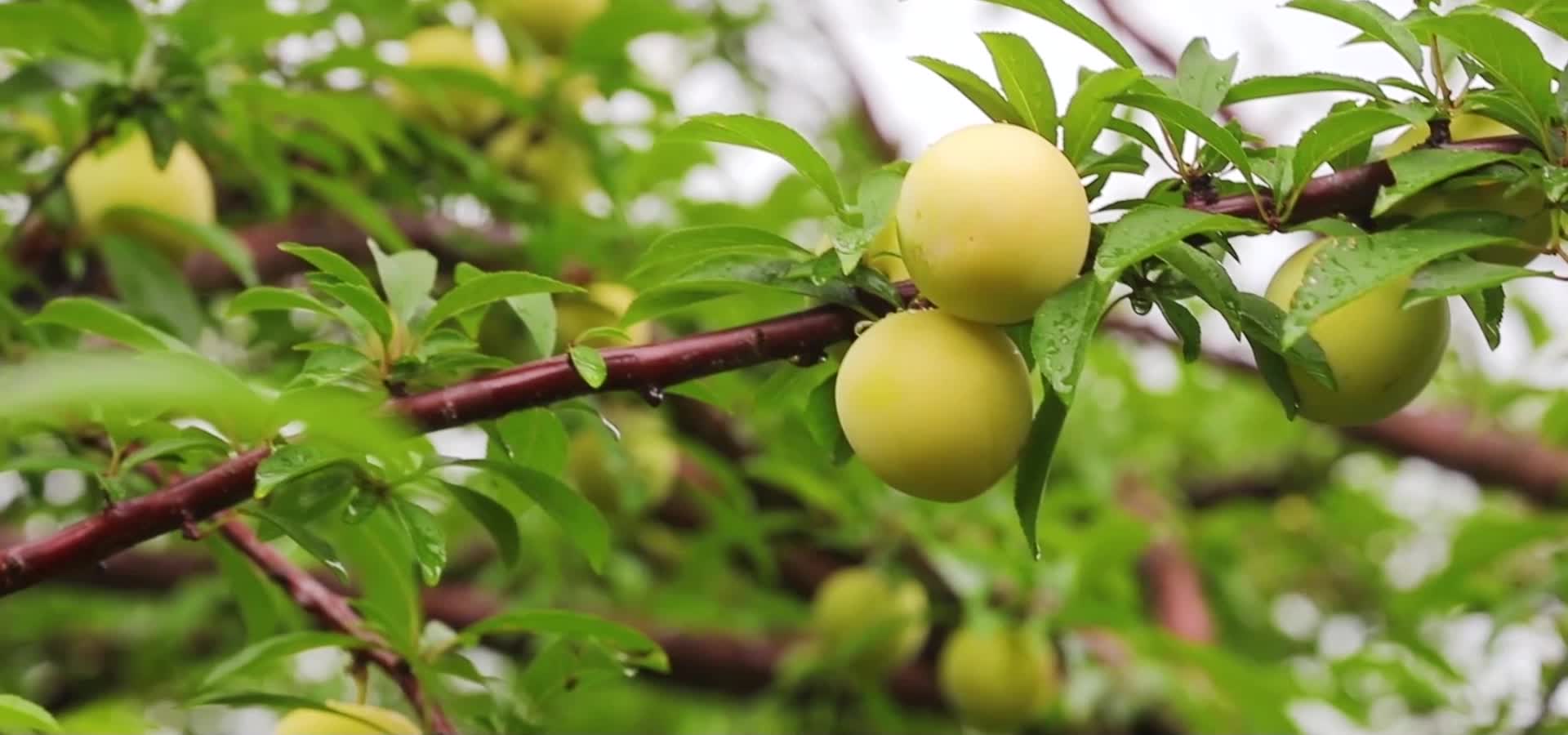 农业瓜果飘香水果宣传片视频视频的预览图