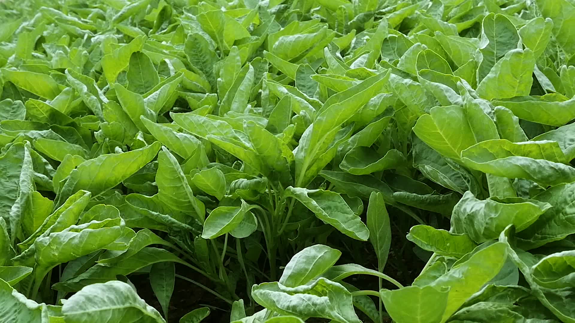 蔬菜种植青菜农作物视频视频的预览图