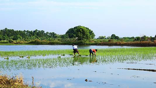 农民插秧水稻种植视频视频的预览图