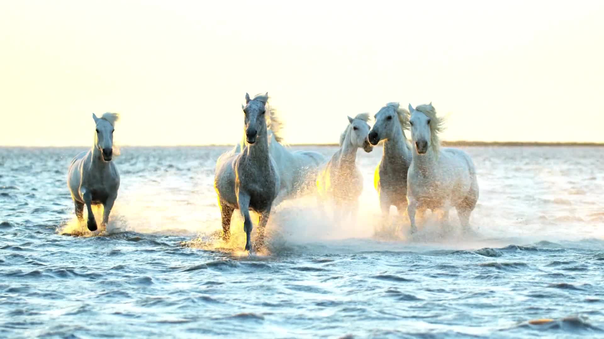 励志白马马群海面奔跑正能量精神宣传背景视频视频的预览图