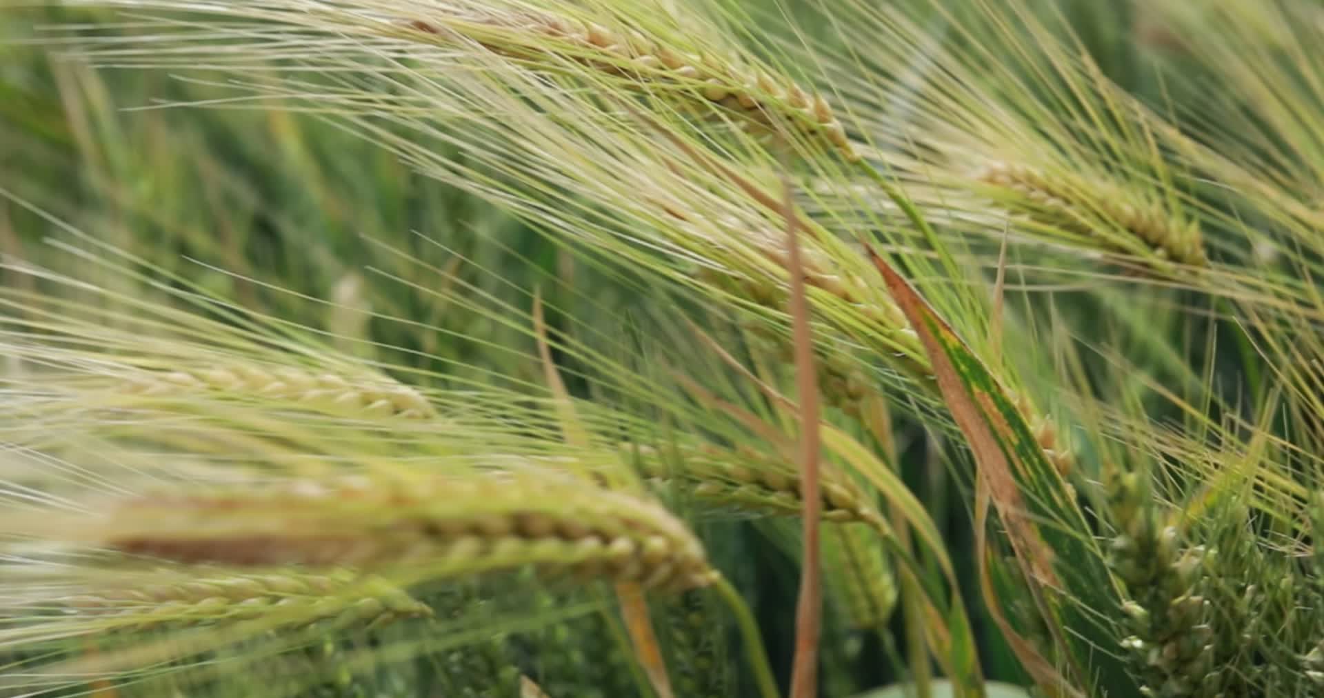 4K成熟前的小麦农业种植视频视频的预览图