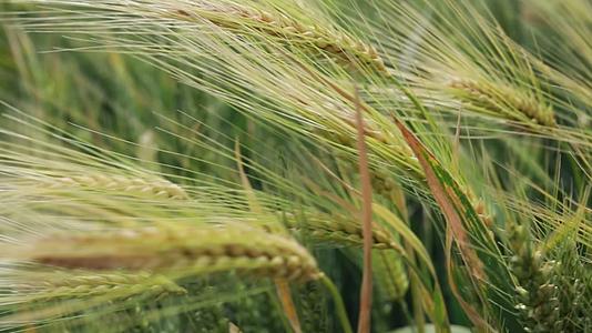 4K成熟前的小麦农业种植视频视频的预览图