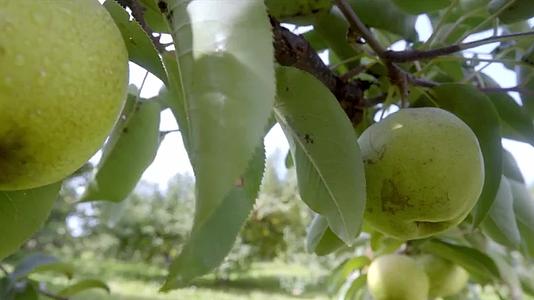 梨树丰收果园种植业视频视频的预览图