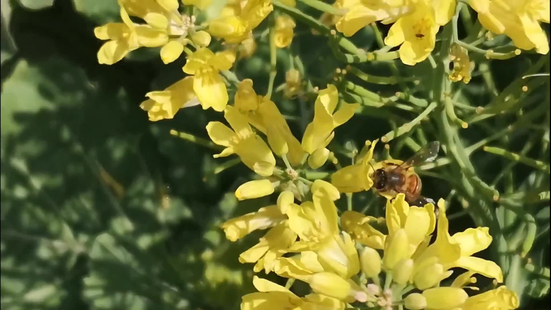 蜜蜂分别在白菜花冬青球花和山楂花上采蜂蜜视频的预览图