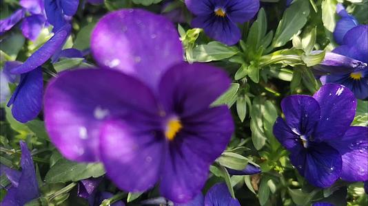 紫花地丁开花了太美了视频的预览图