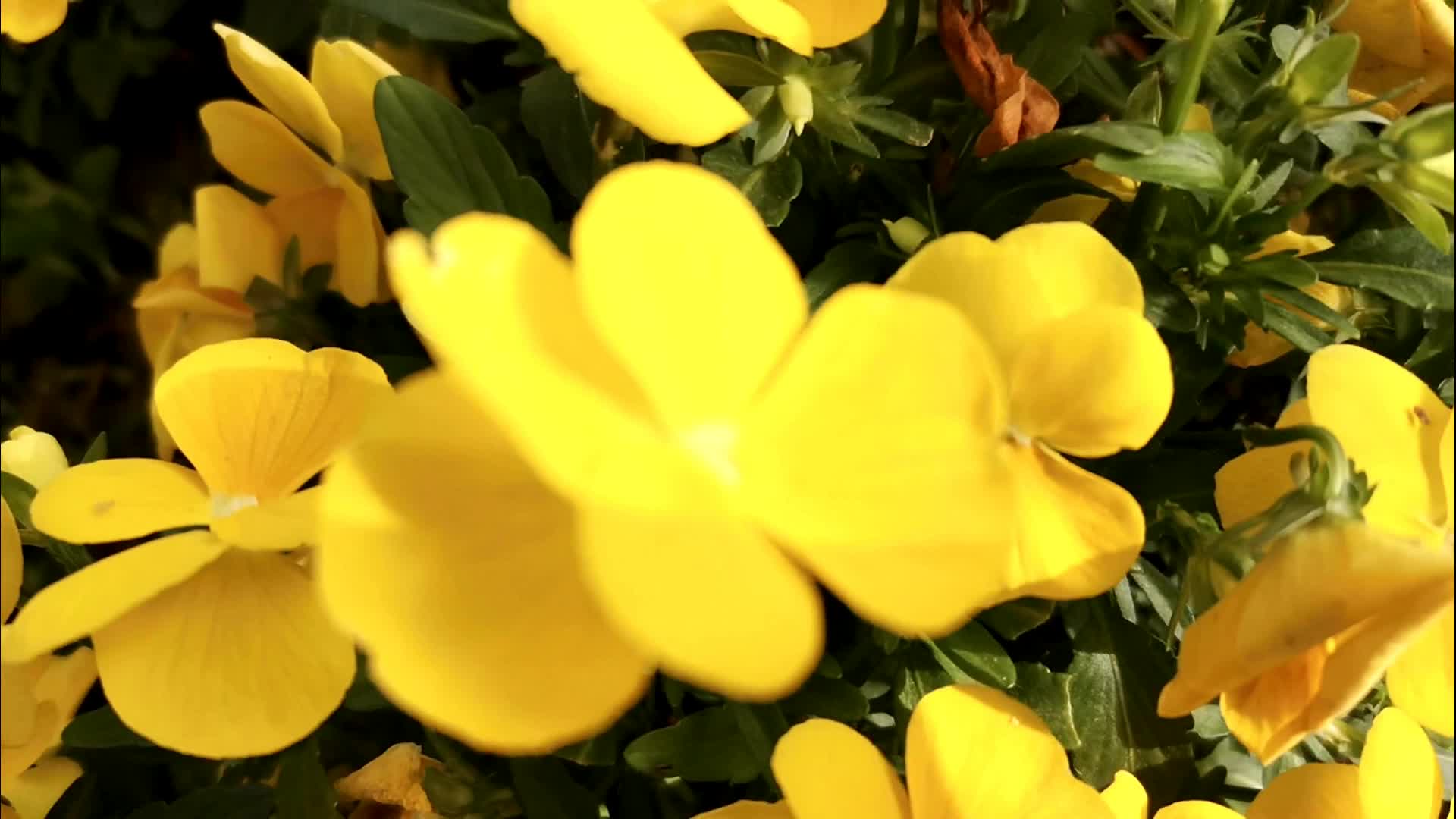比较稀奇的三色堇花盛开了视频的预览图