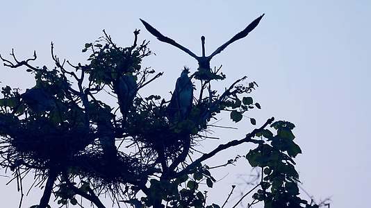 乡村生态保护基地鸟类白鹭栖息在树上视频的预览图