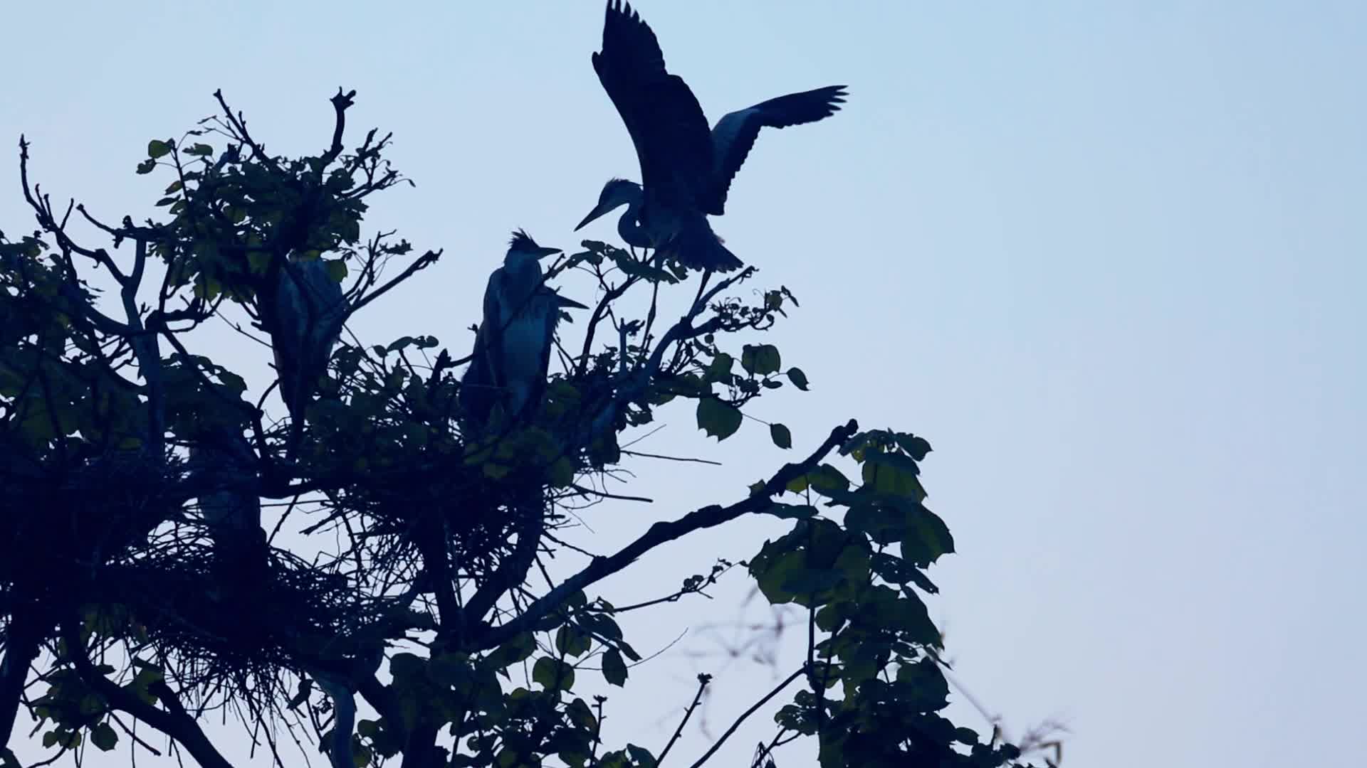 乡村生态保护基地鸟类白鹭栖息在树上视频的预览图
