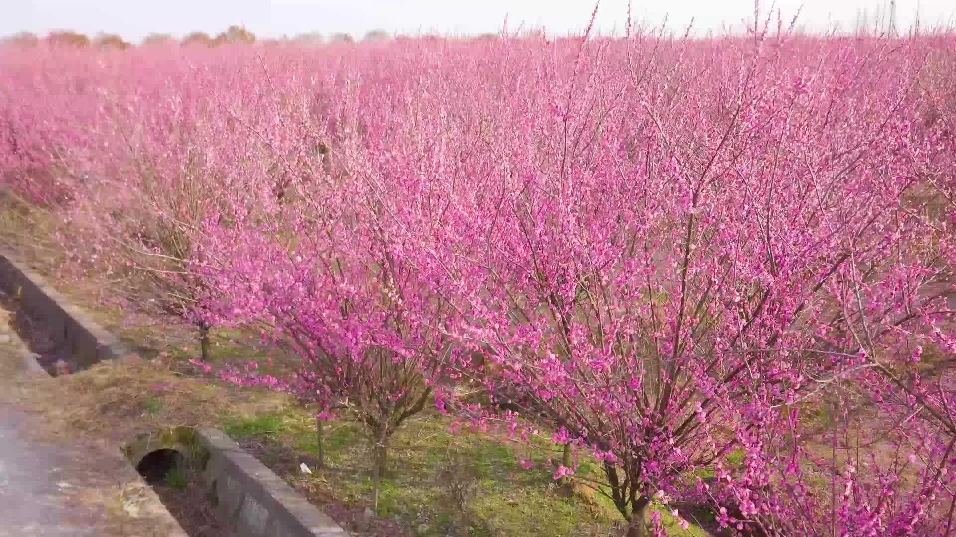 红梅种植基地航拍视频的预览图