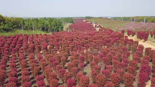 4K航拍红叶石楠种植基地视频的预览图