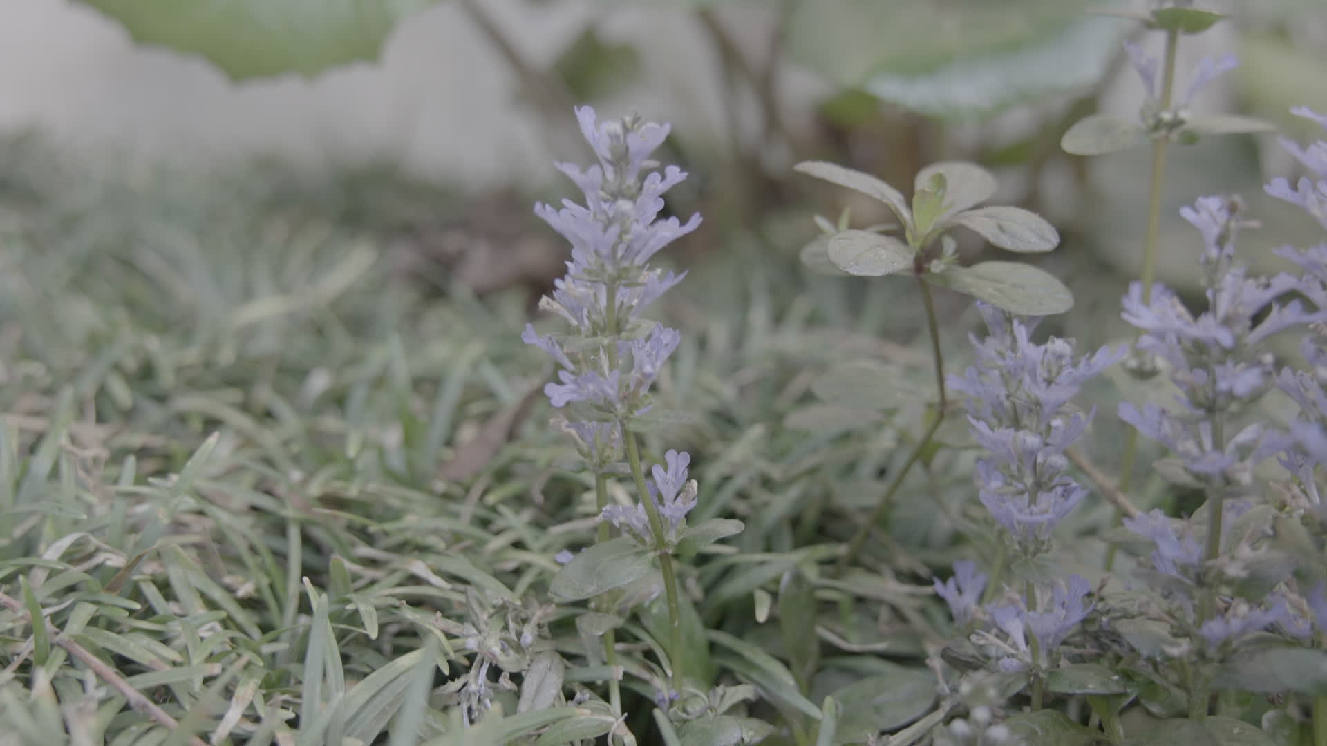 春天匍匐胫骨草紫色小花花视频的预览图
