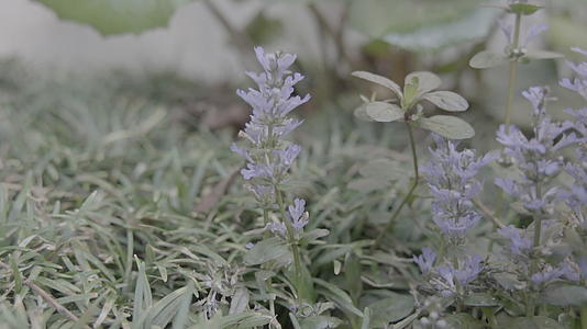 春天匍匐胫骨草紫色小花花视频的预览图