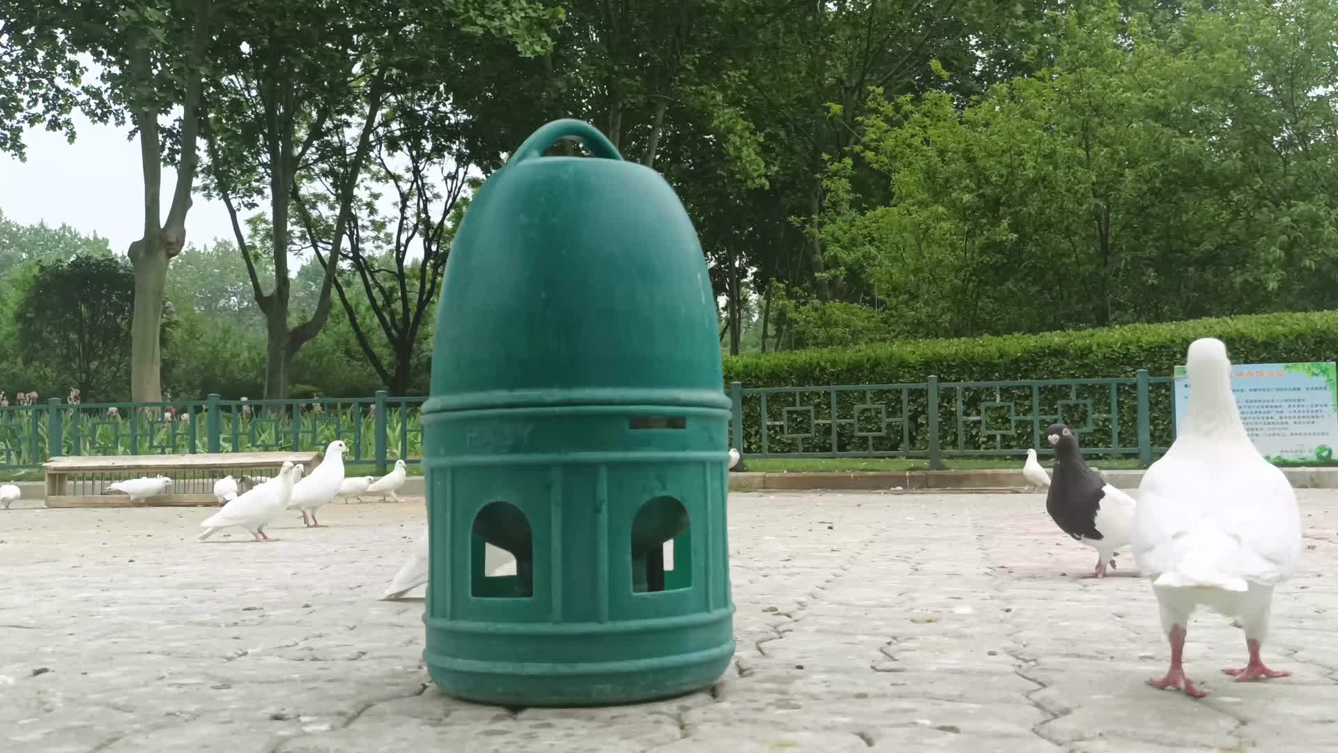 唯美鸽子吃食喝水实拍4k视频的预览图