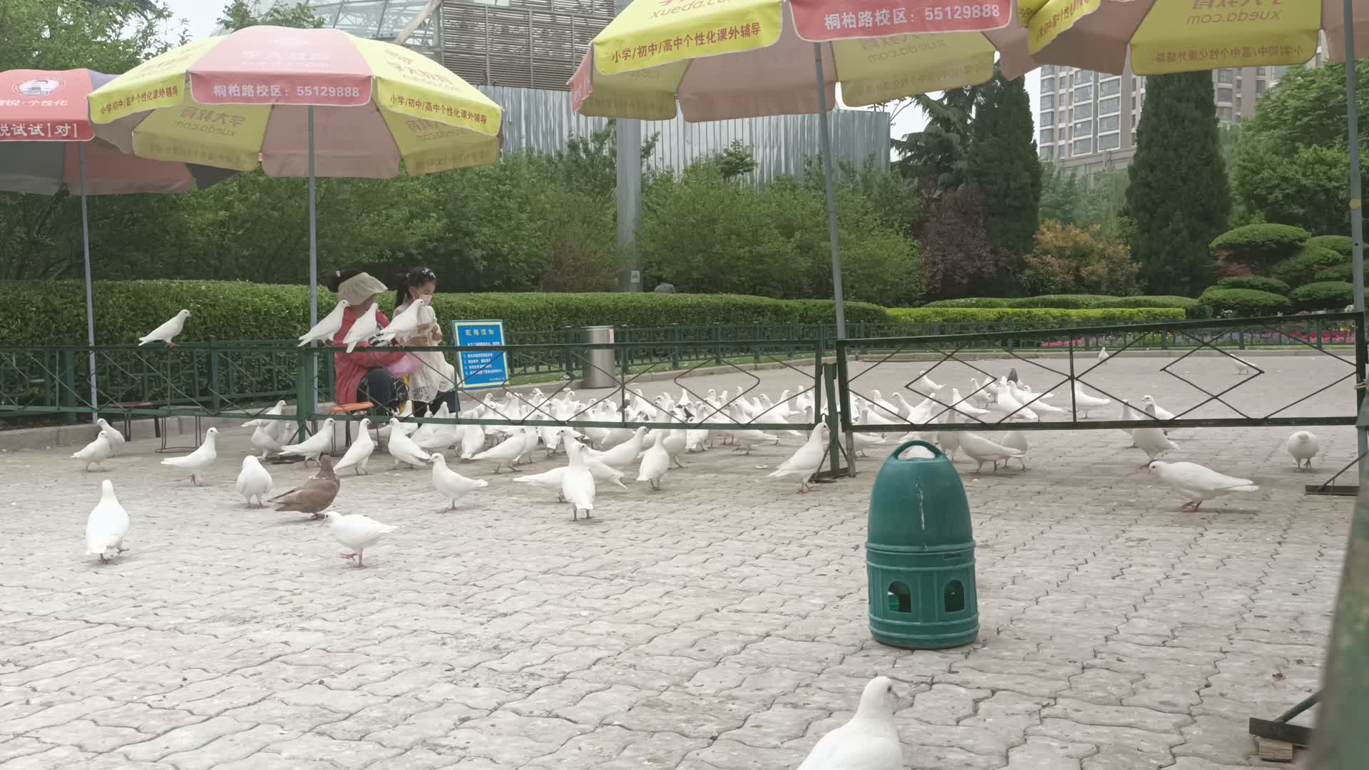 游客向鸽子投食视频的预览图