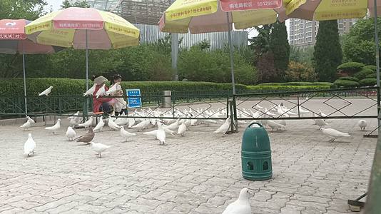 游客向鸽子投食视频的预览图