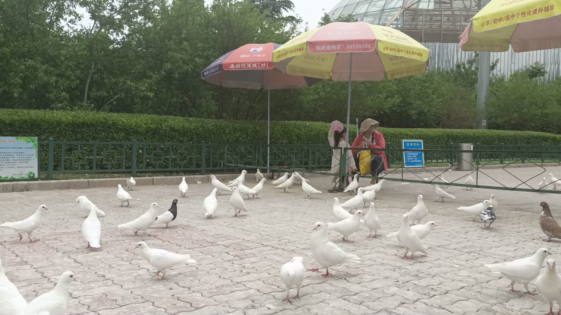 一群鸽子吃食实拍4k视频的预览图