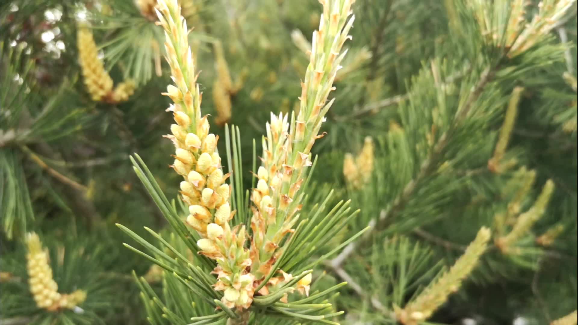 松树开花也美丽视频的预览图