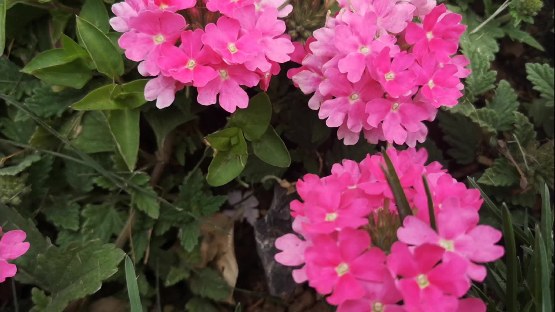 最美粉红花开的真好看视频的预览图