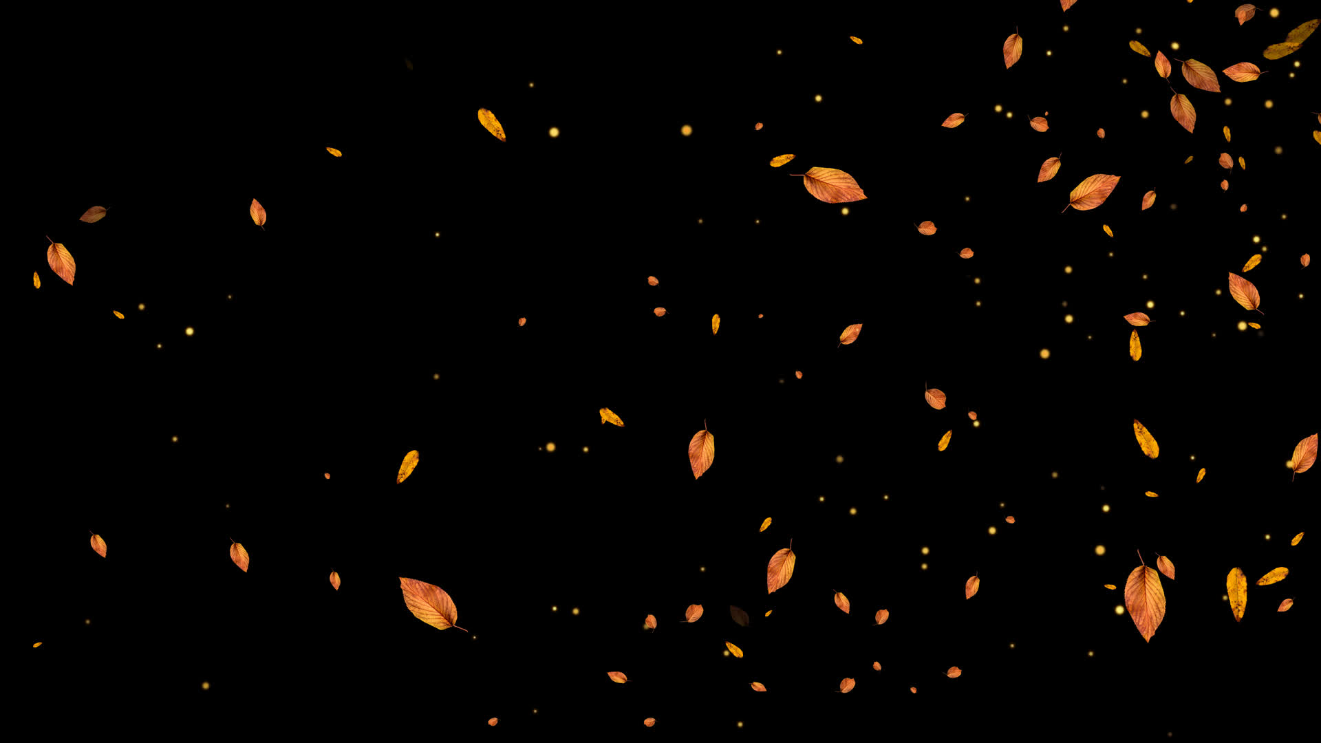 4K黄叶粒子飘扬通道视频循环2视频的预览图