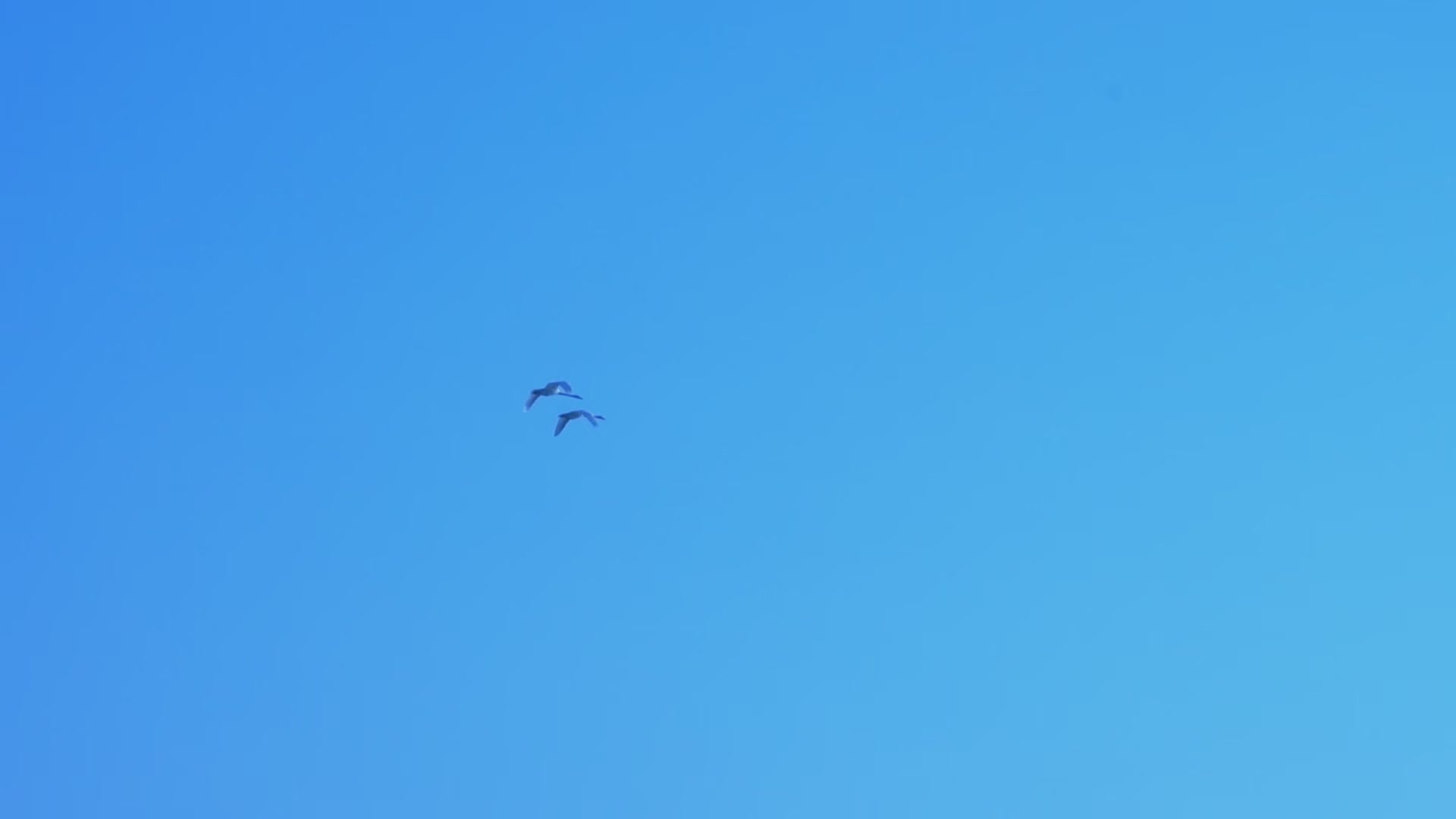 蓝天飞鸟视频的预览图