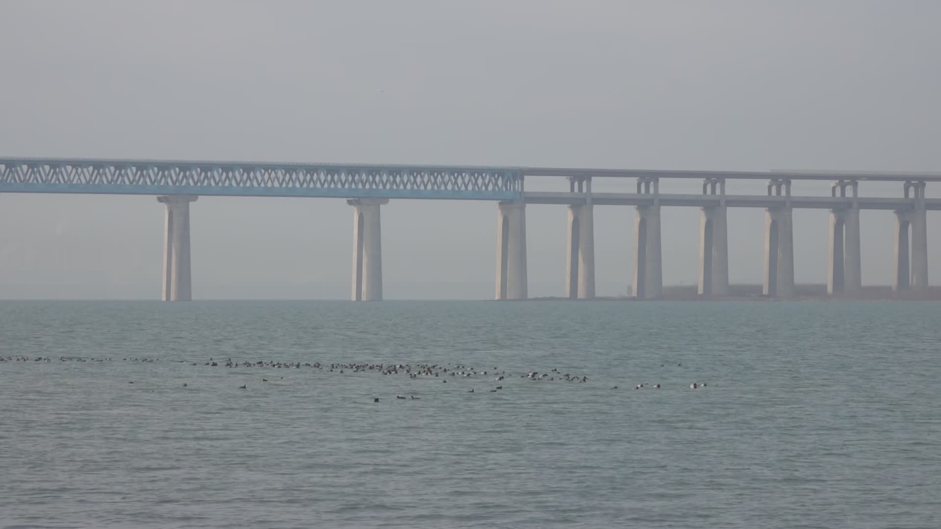 黄河桥和越冬的水鸟视频的预览图