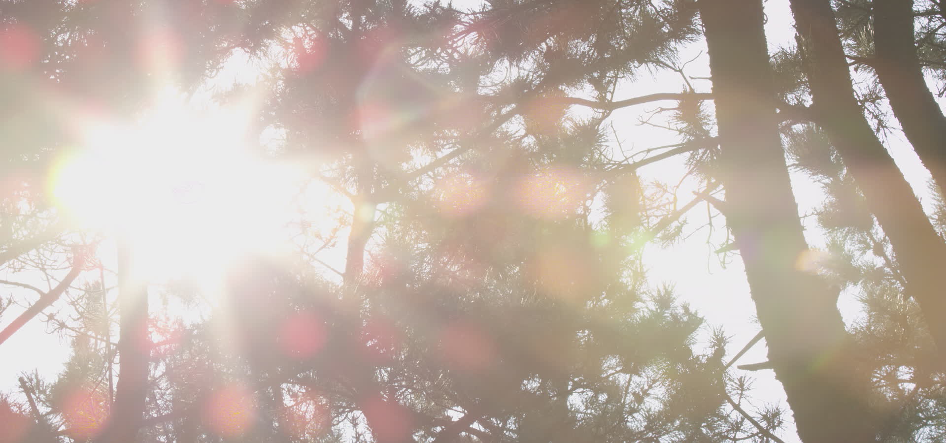 阳光树林好时节视频的预览图