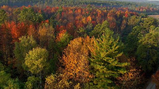 彩色森林树林新疆喀拉贡谷视频的预览图