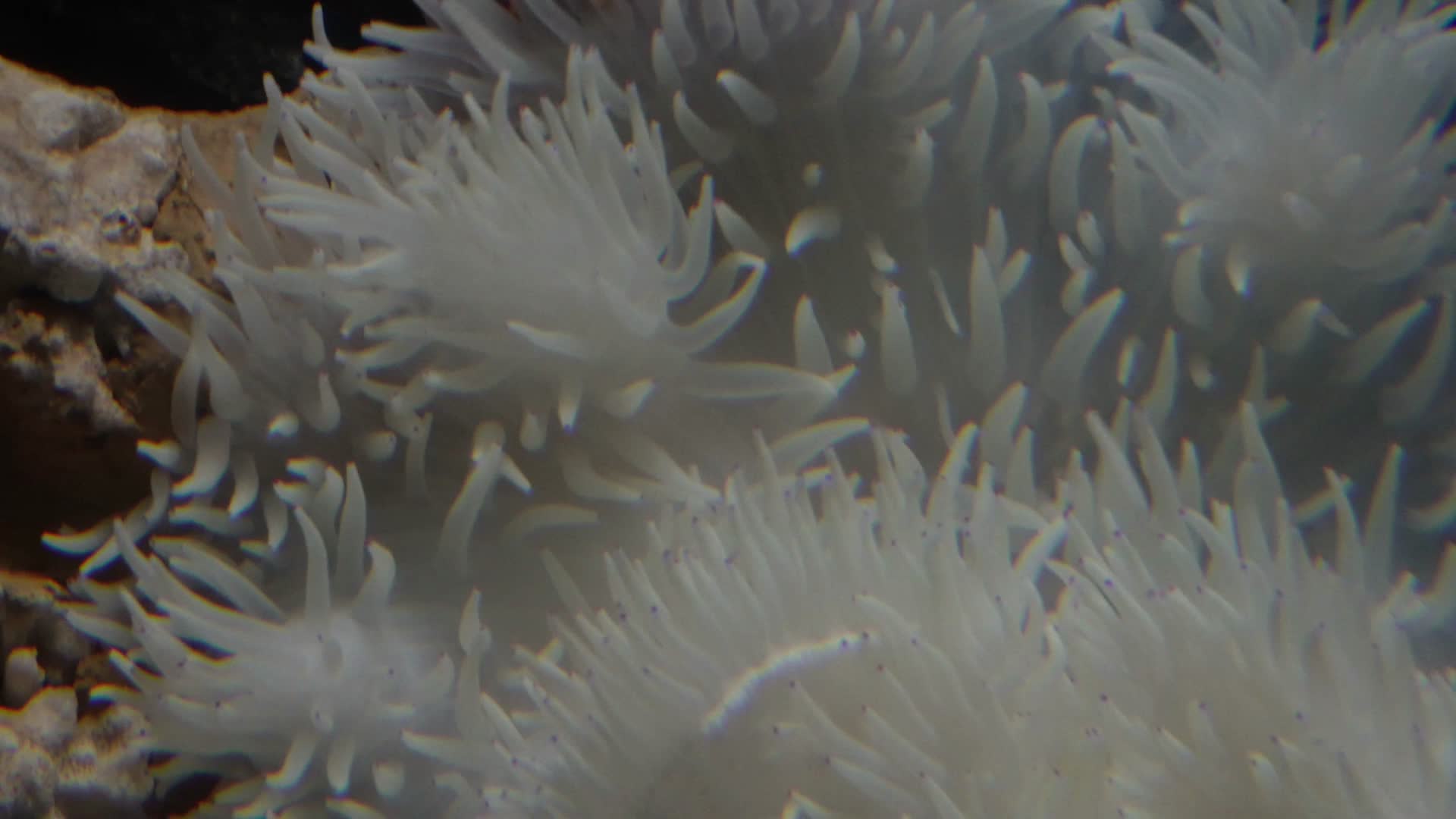 白色海葵触手珊瑚海洋和生物视频的预览图