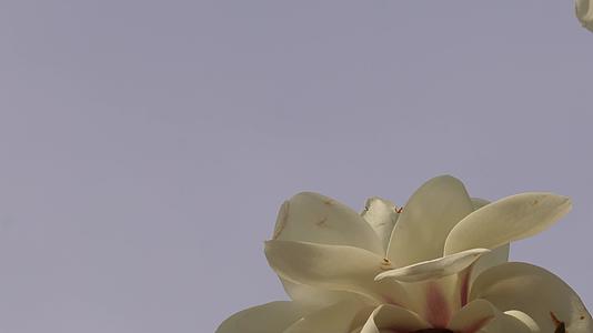 北京植物园春季白色玉兰花视频的预览图