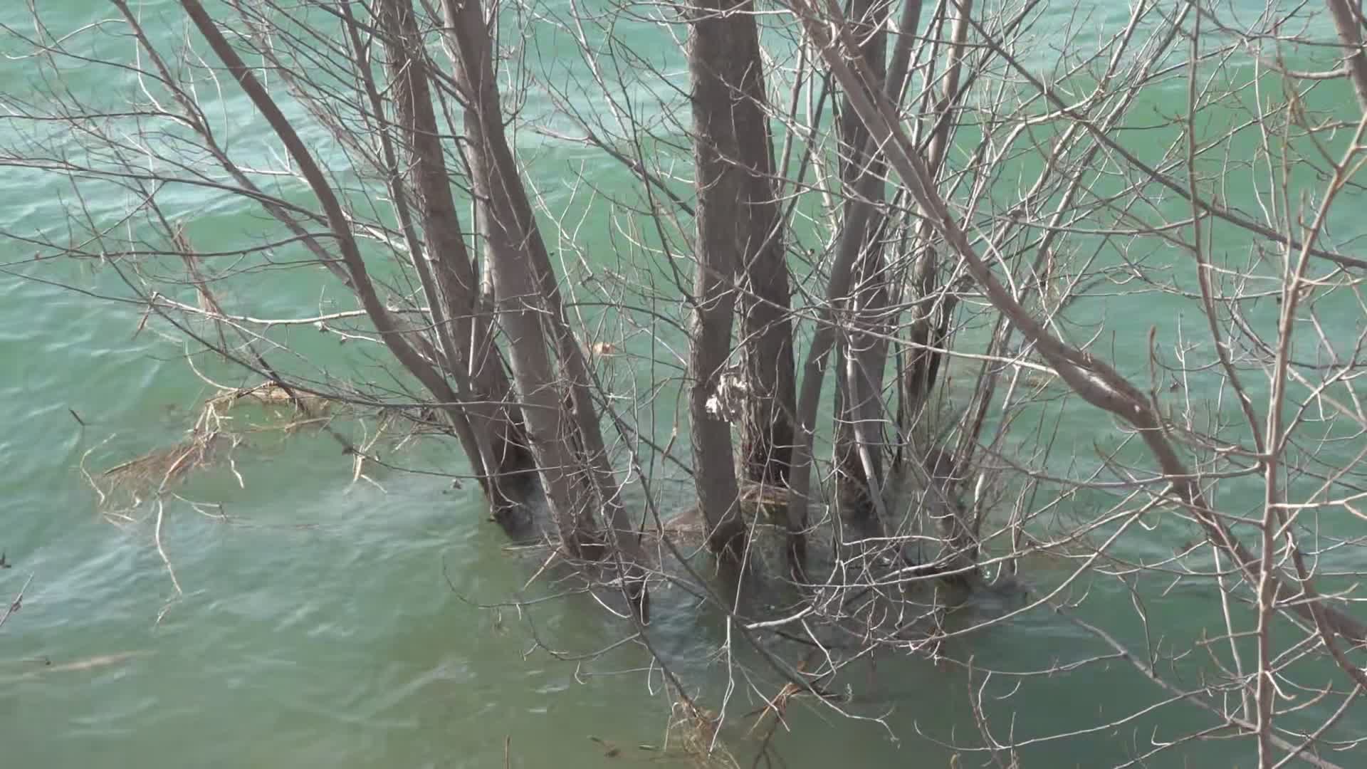 水中的树视频的预览图