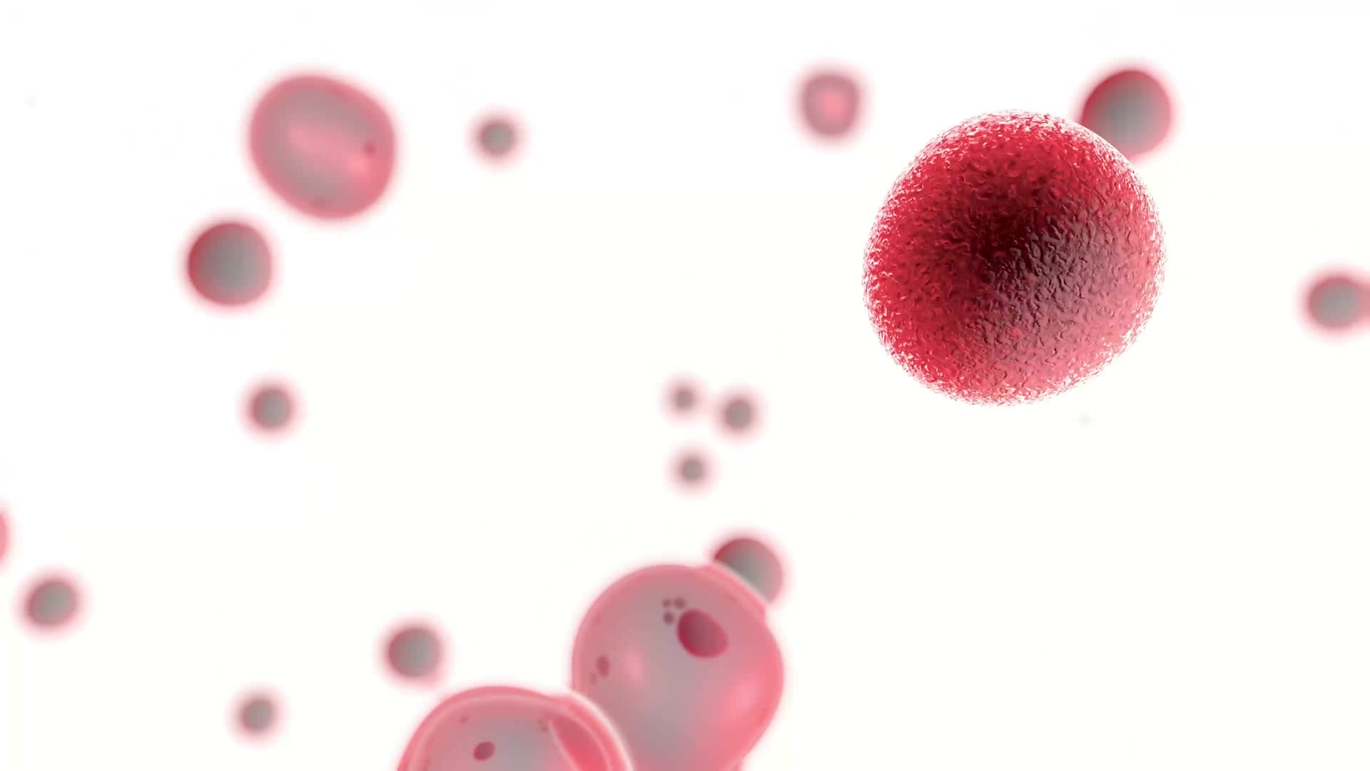 P5P6使用血管内部细胞流动红色细胞视频的预览图