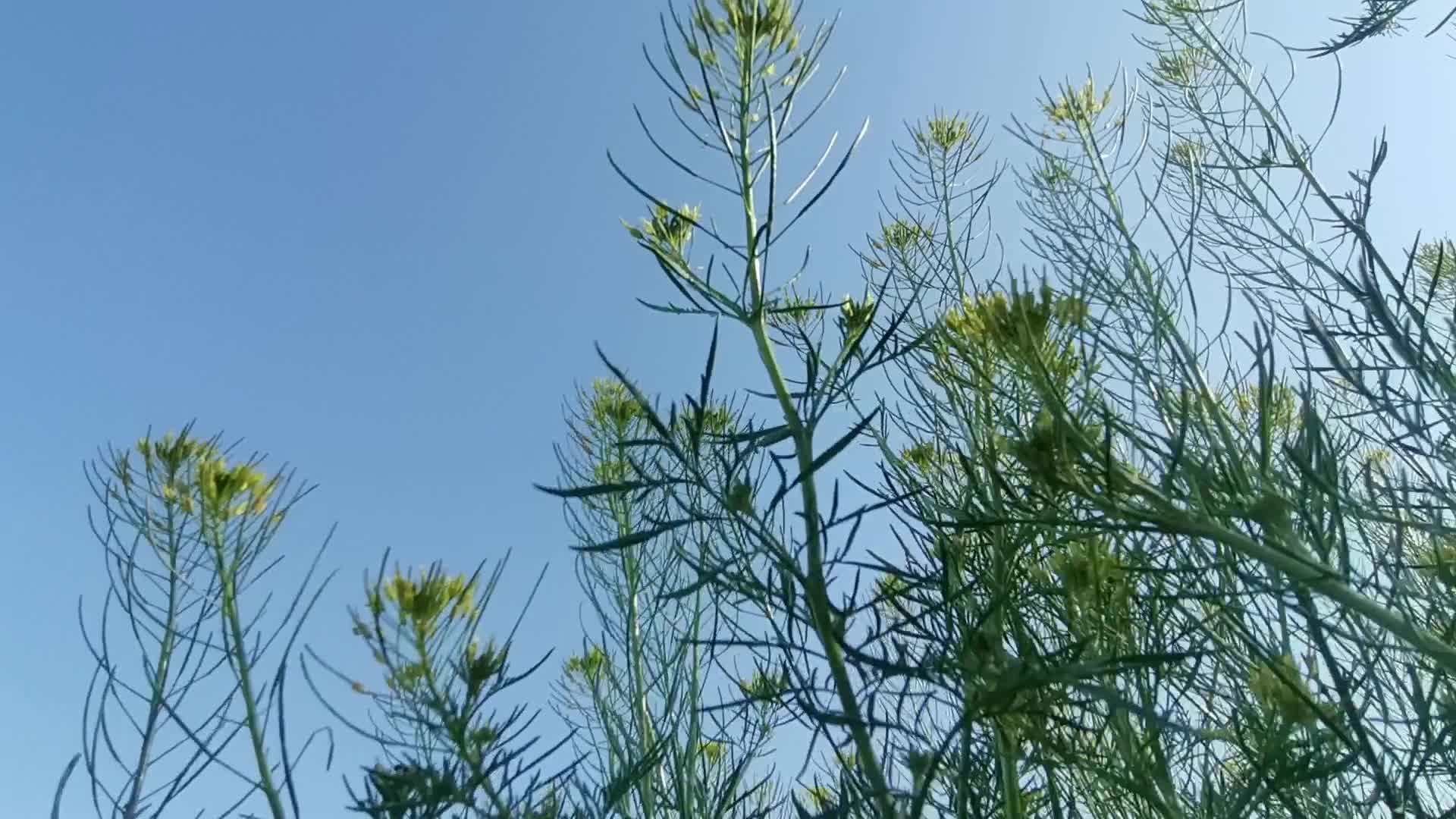 春天植物生长开花视频的预览图
