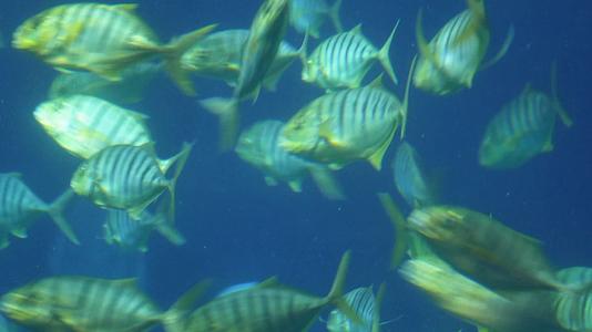 大自然水世界生态平衡海洋鱼类视频的预览图
