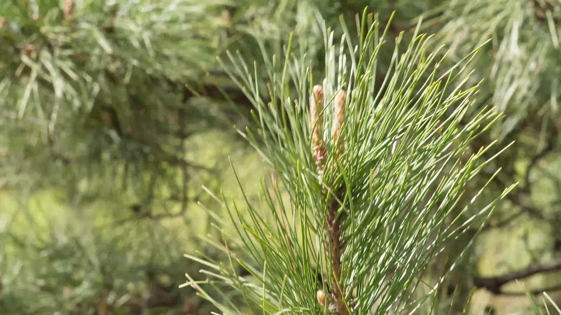 春季开花的松树花粉视频的预览图