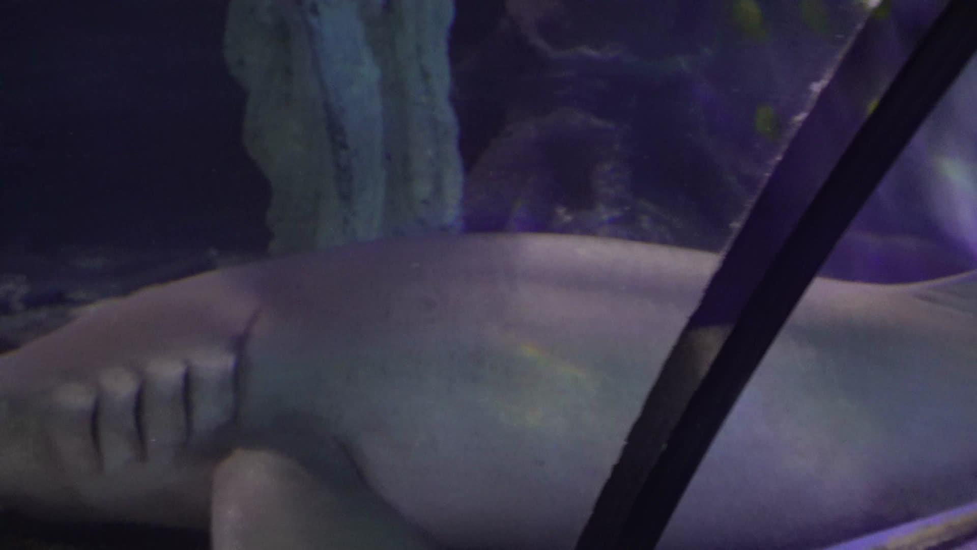 大白鲨危险深海鲨鱼视频的预览图