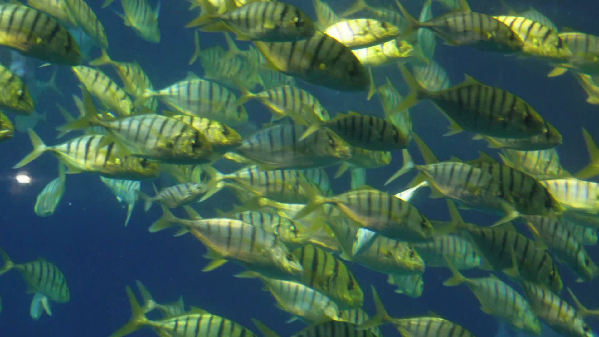 动物园海底世界巨型深海鱼类视频的预览图
