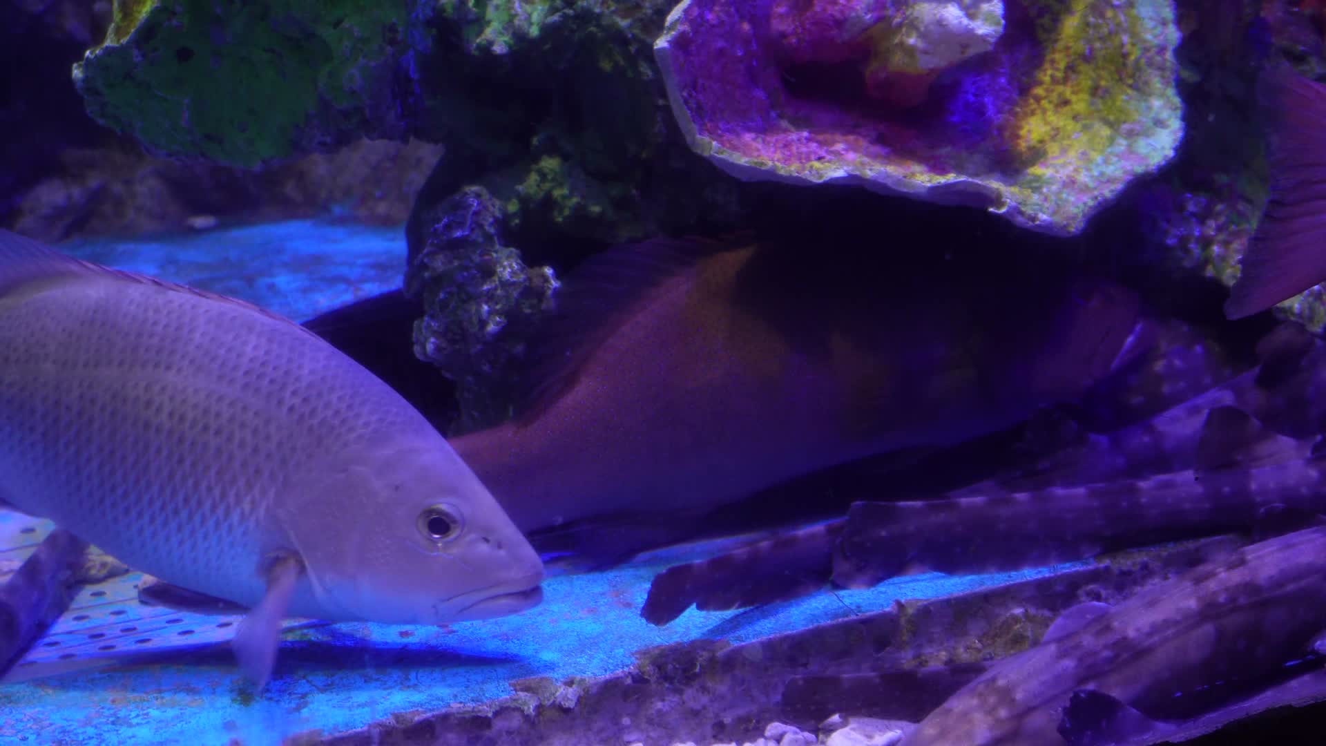 鲷鱼鲨鱼共存海洋生物水产视频的预览图