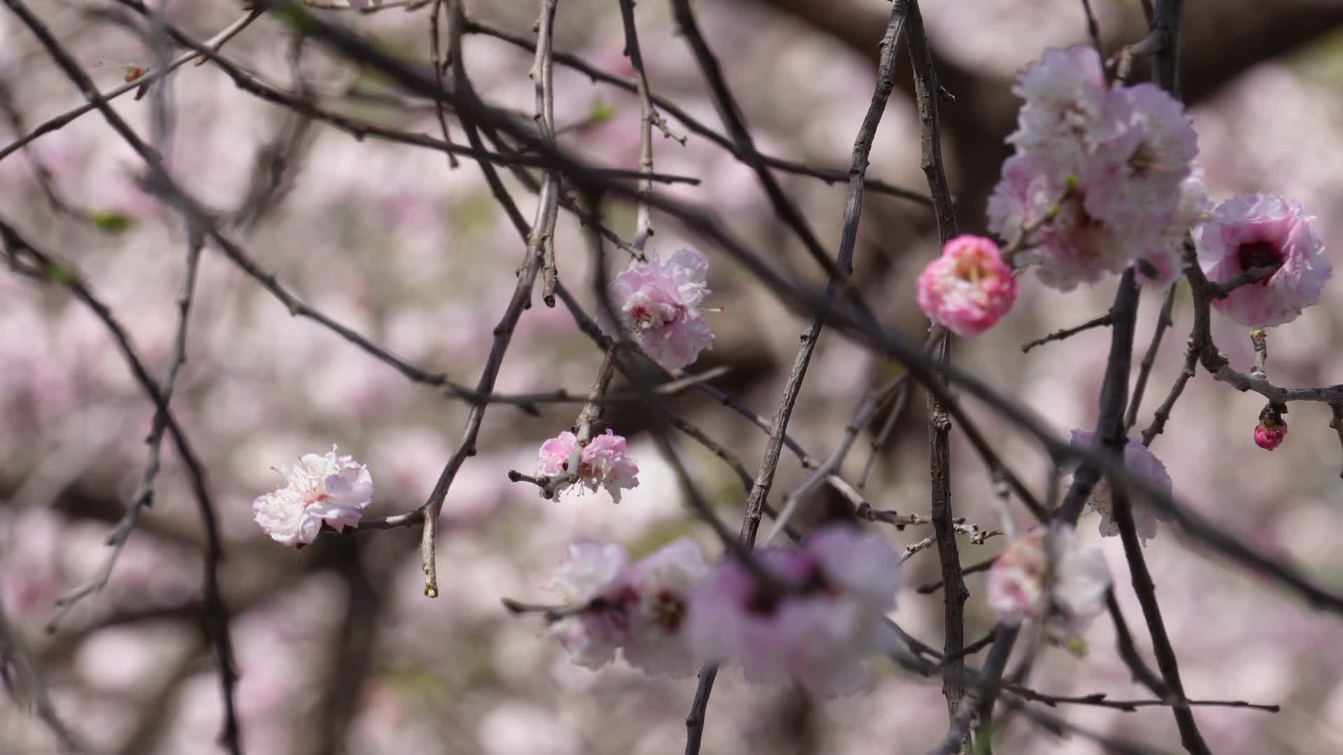 粉红色桃花腊梅樱花视频的预览图