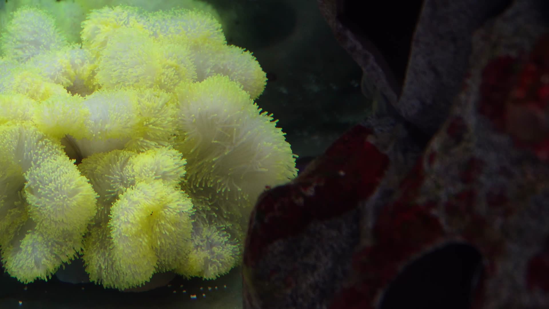 躲在海葵里繁殖的小丑鱼视频的预览图
