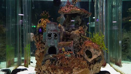 海藻海草海水缸造景小丑鱼视频的预览图