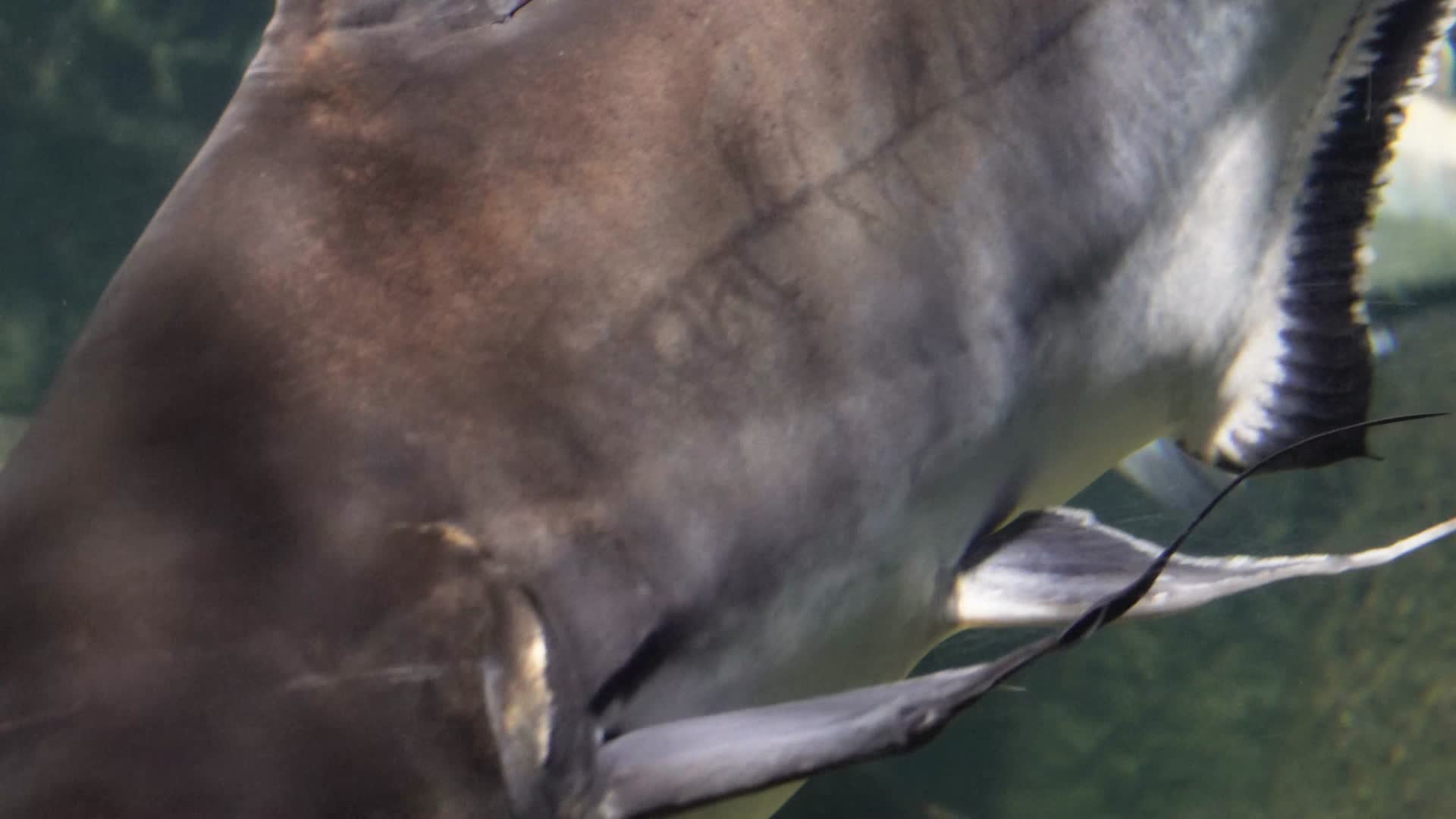海洋馆鱼类鲨鱼鲶鱼视频的预览图