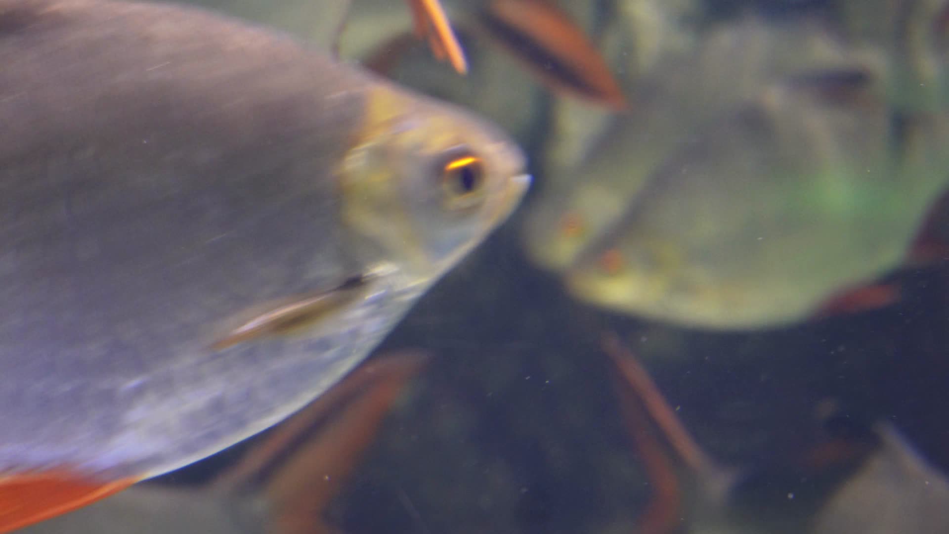鲫鱼热带鱼雨林鱼类水下食人鱼视频的预览图