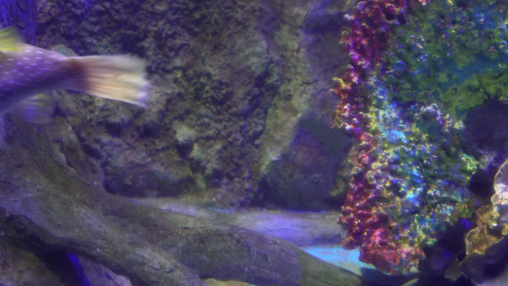 剧毒河豚皮球鱼深海鱼类视频的预览图