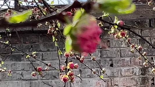 开花鲜艳花朵花蕊花瓣视频的预览图