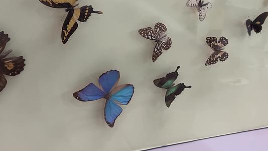 昆虫标本甲壳虫蝴蝶视频的预览图
