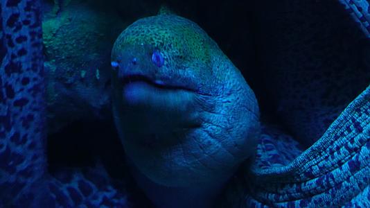 恐怖深海海鳗危险神秘视频的预览图